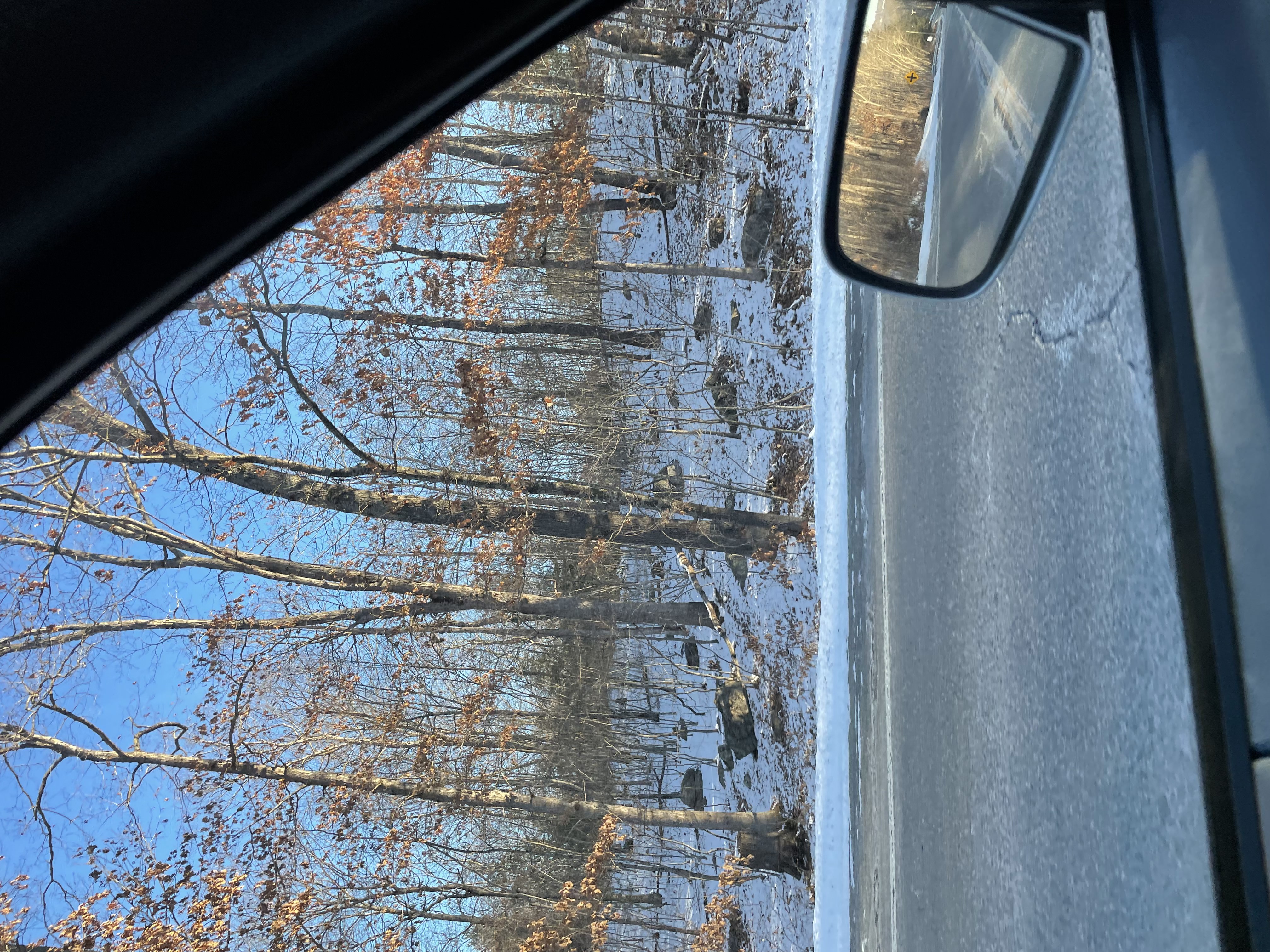 View from driver side window. There are lots of trees, mostly bare with few leaves still attached. There is snow on the ground.